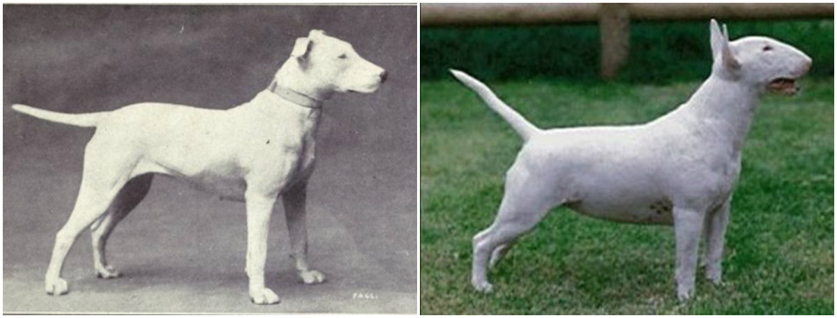 “BULL TERRIER” DOG BUTTON FROM 1930s SET OF BREEDS. 