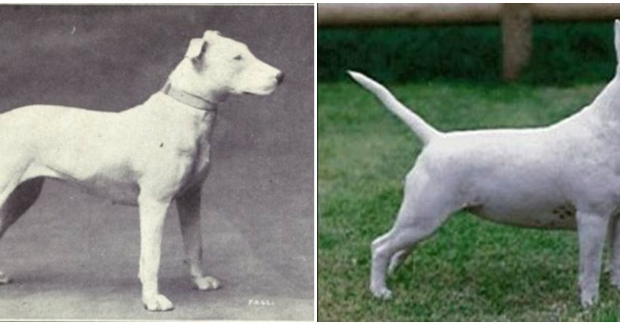 Incredible Then And Now Pictures That Show What Popular Dog Breeds