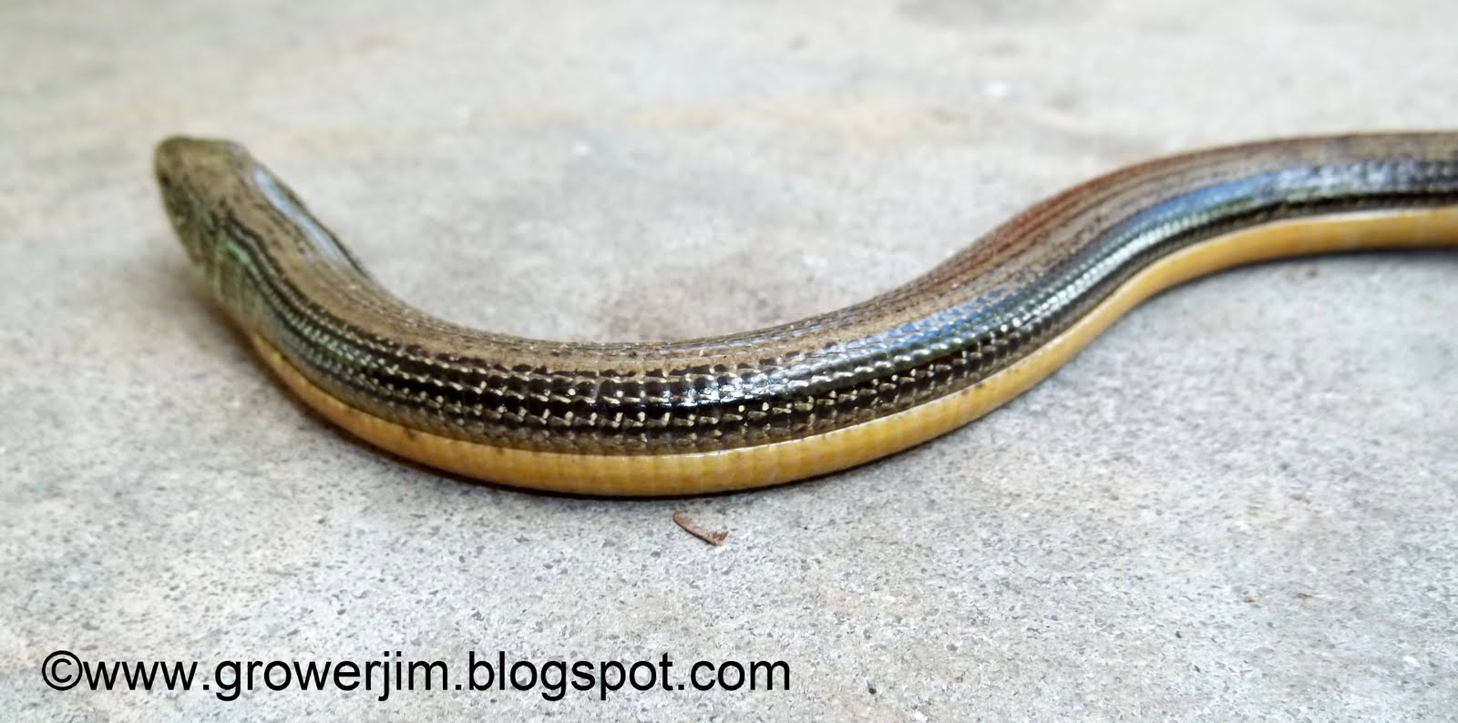Garden Adventures Friday Creature Feature Glass Lizard