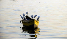 egrets birds boat arabian sea mumbai worli jetty india 