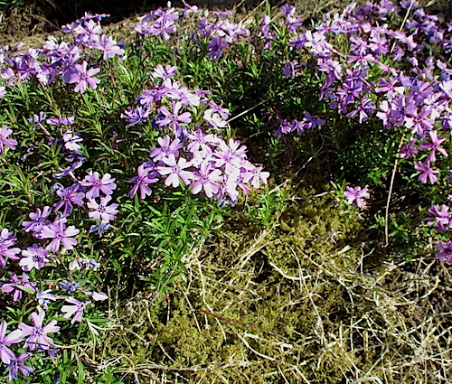sphagnum moss growing between moss phlox! Phlox subulata