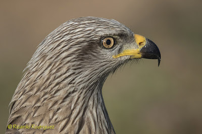 Milano negro (Milvus migrans)