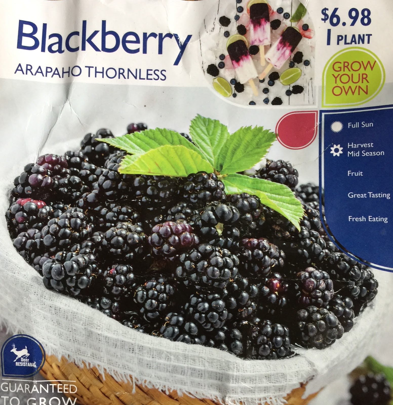 Arapaho Erect Thornless Blackberry Plant