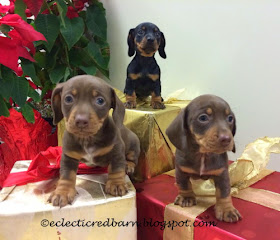 Eclectic Red Barn: Three puppies being fostered