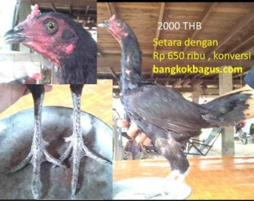  Gambar  ayam  burma betina asli dan harganya di thailand 