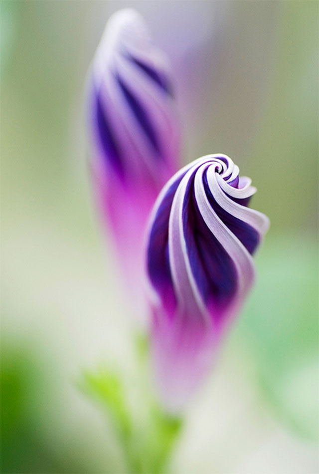 Flowers World: Purple Morning Glory Spirals