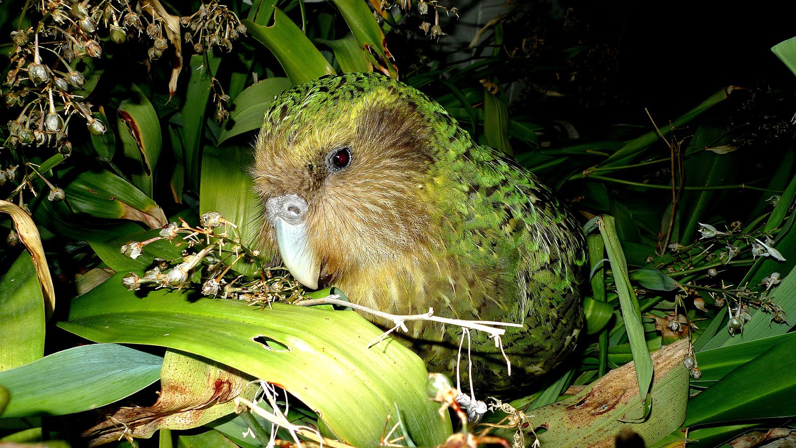 Why Is The Kakapo Endangered - Danger Choices