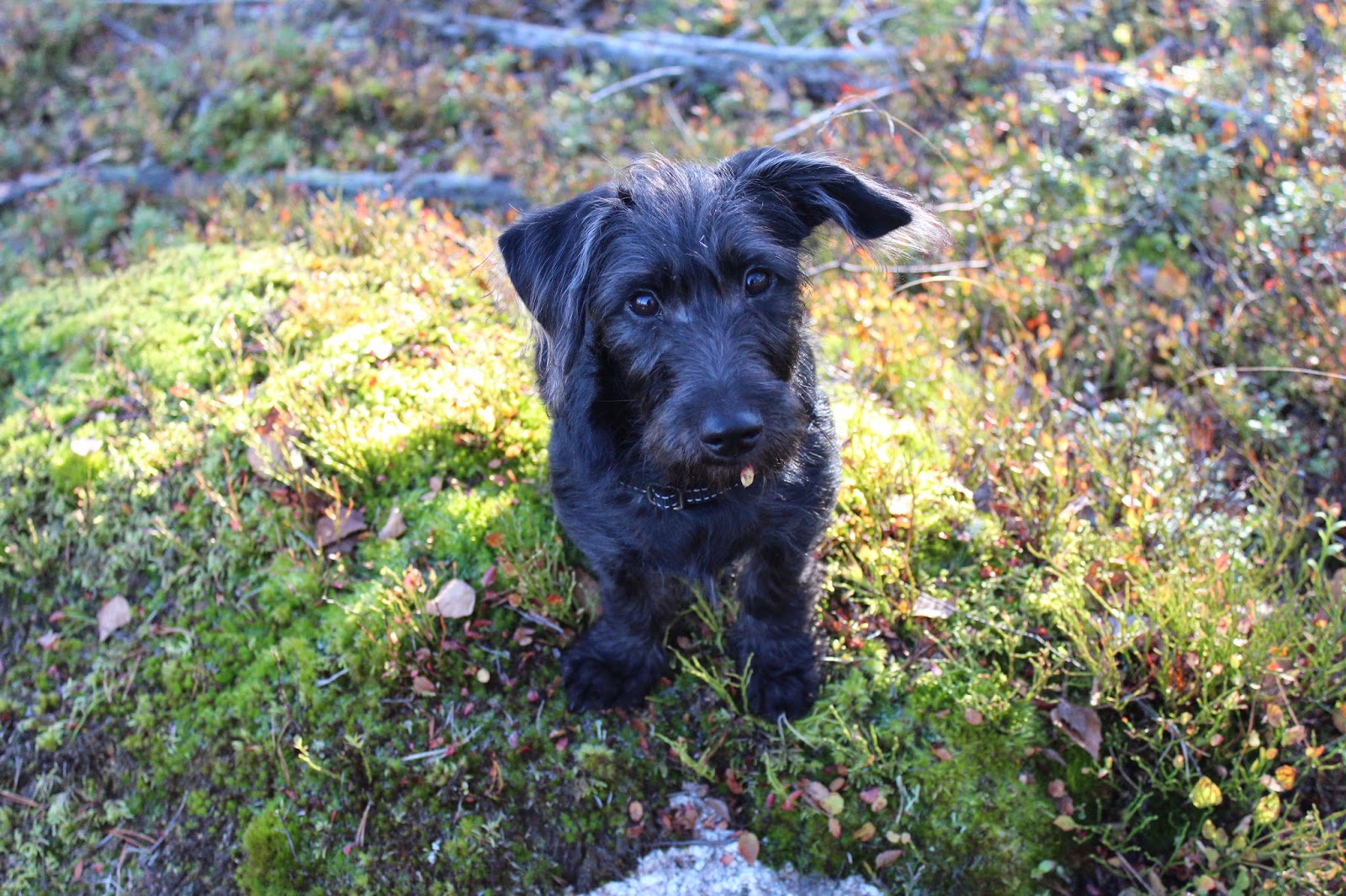 girls-with-short-hair