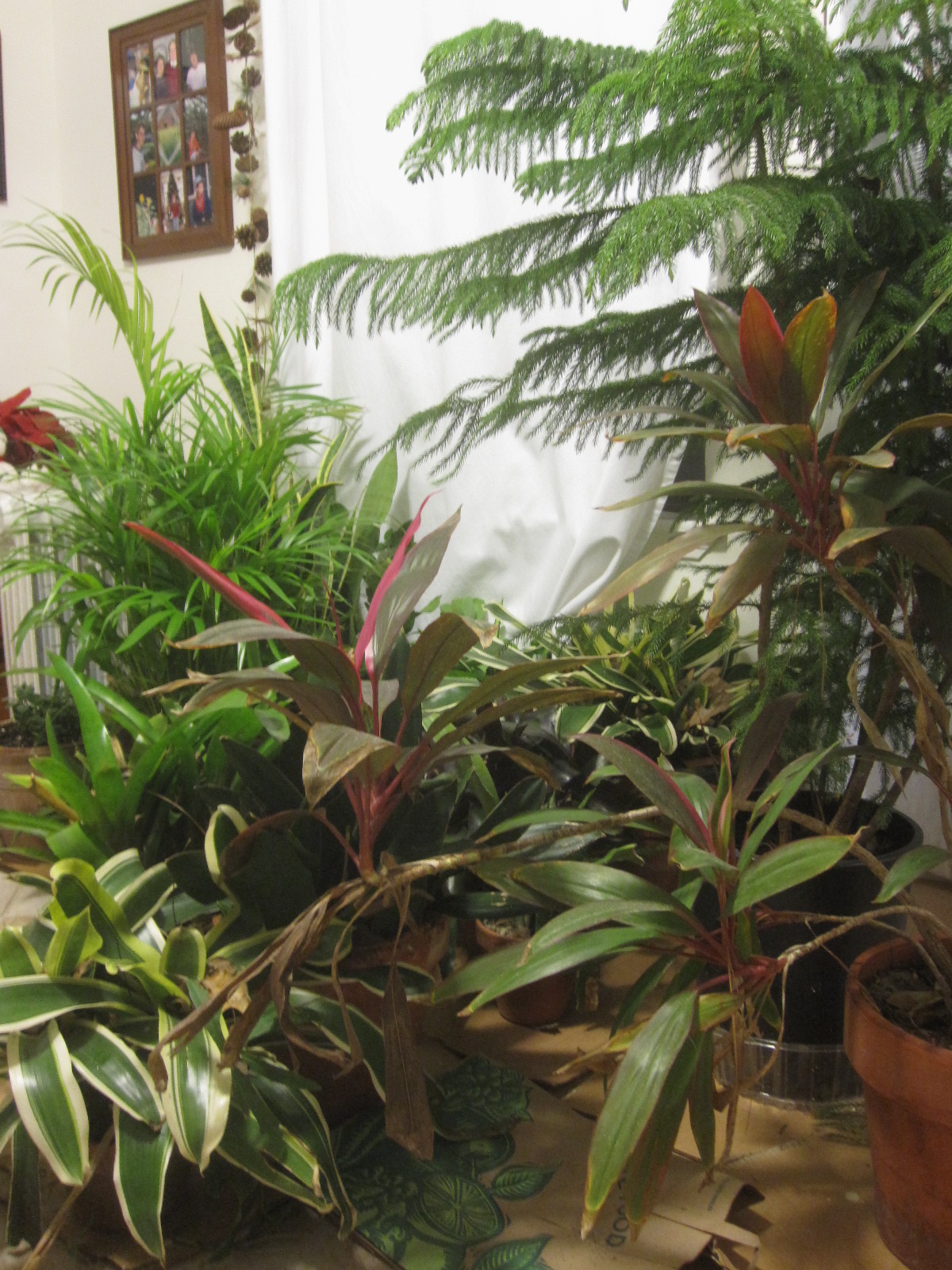 Tropical Texana WHAT IT TAKES TO HAVE A TROPICAL GARDEN