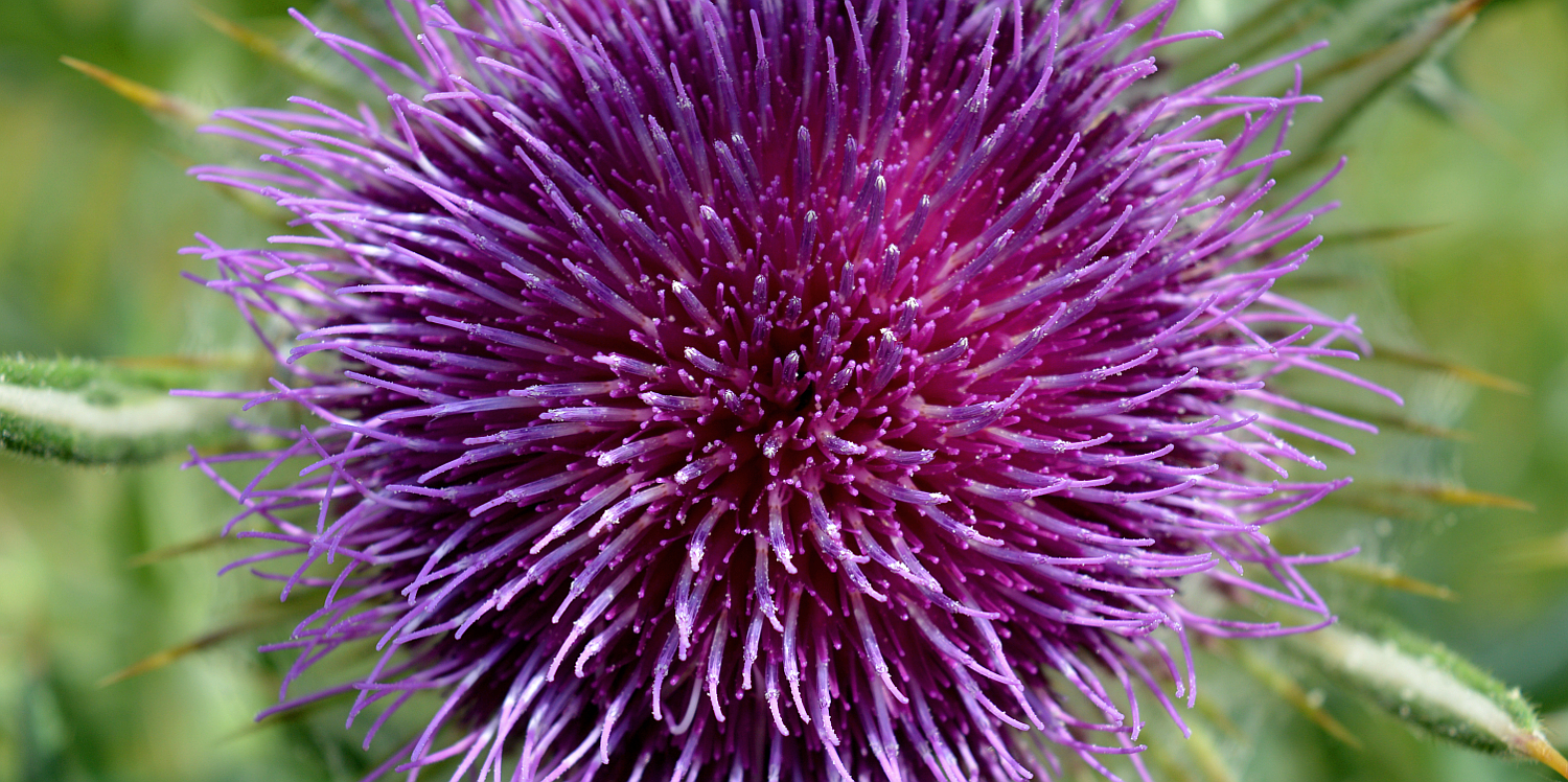 if-you-go-down-to-the-woods-today-woolly-thistle