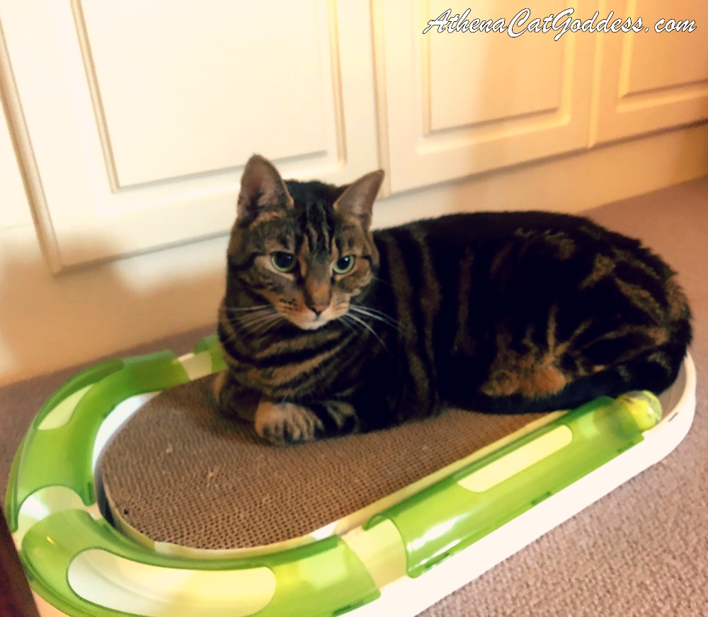 Athena Cat Goddess Wise Kitty Catit Senses 2 0 Super Circuit Review