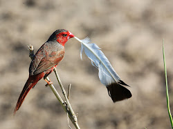 tyto bird tony gotta feather nest