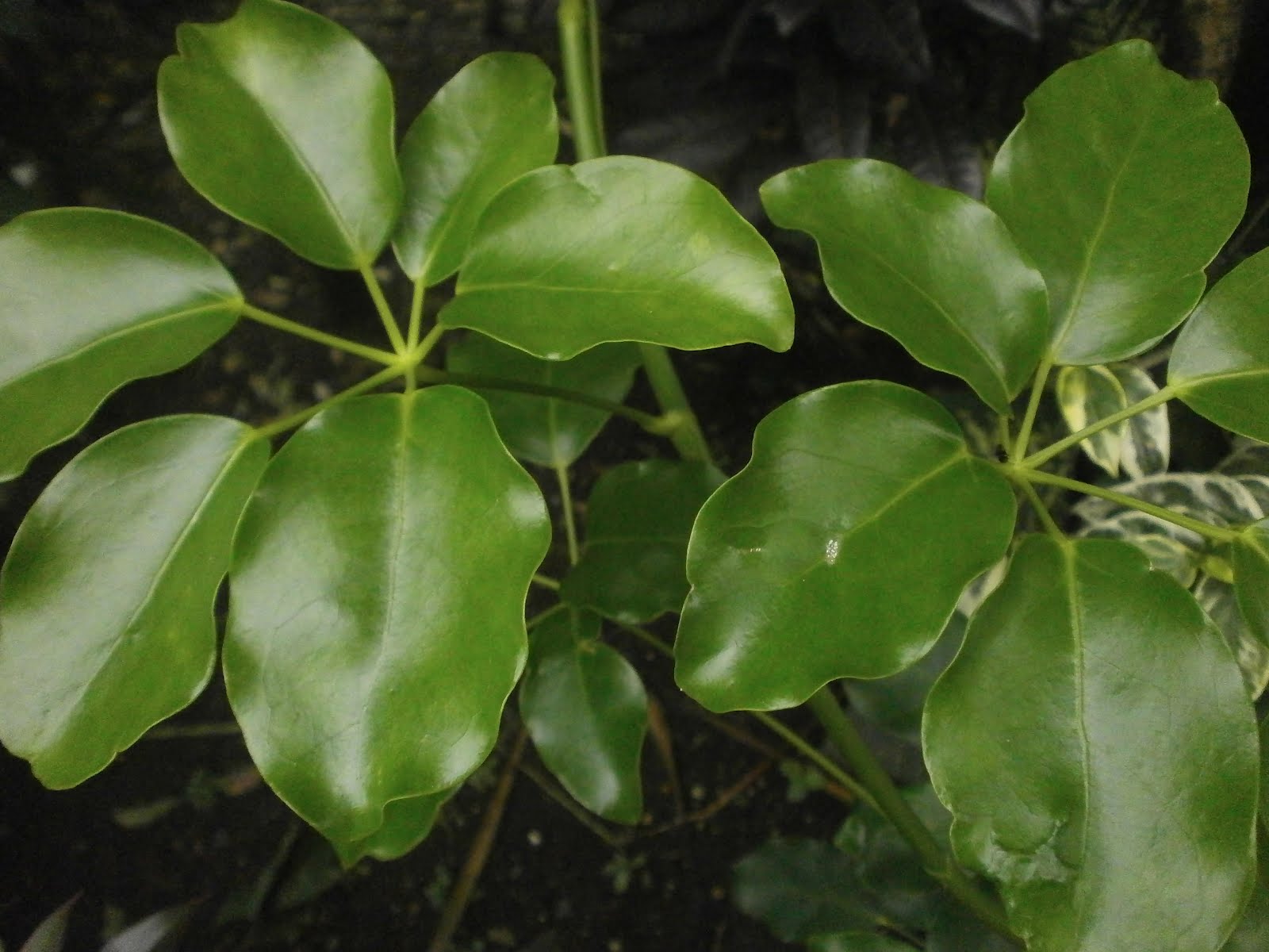 Photography with Dr. Ernie. Plants schefflera odorata, limalima
