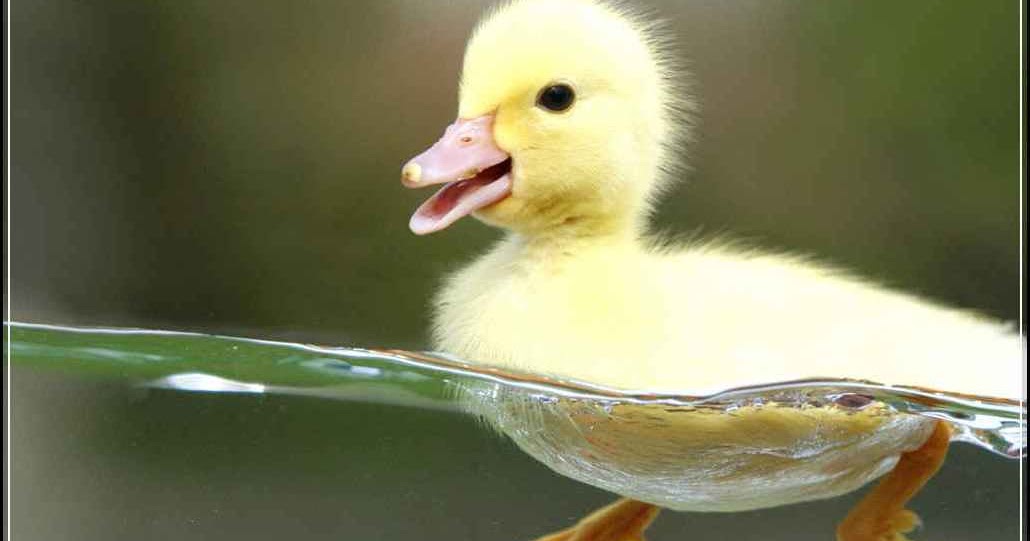 Berbagi Itu Baik Ciri Ciri Khusus Hewan