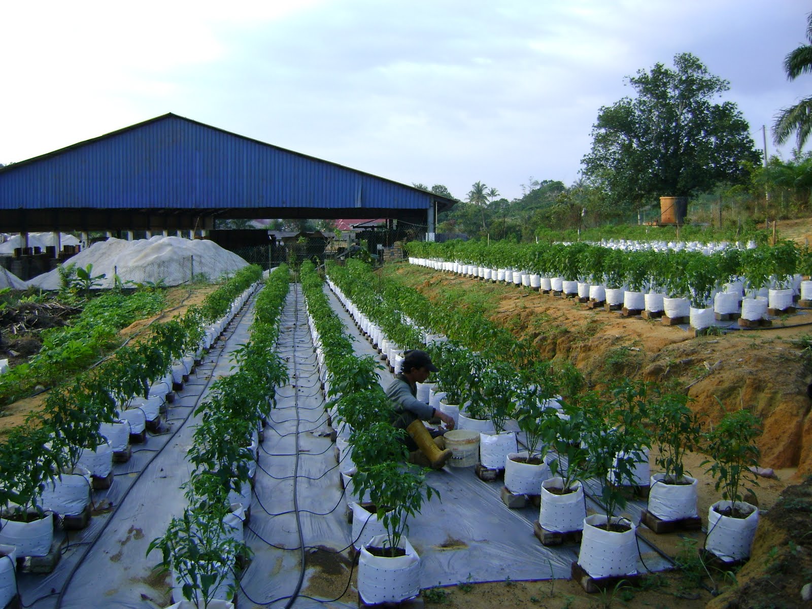 infotani-agro: cili fertigasi