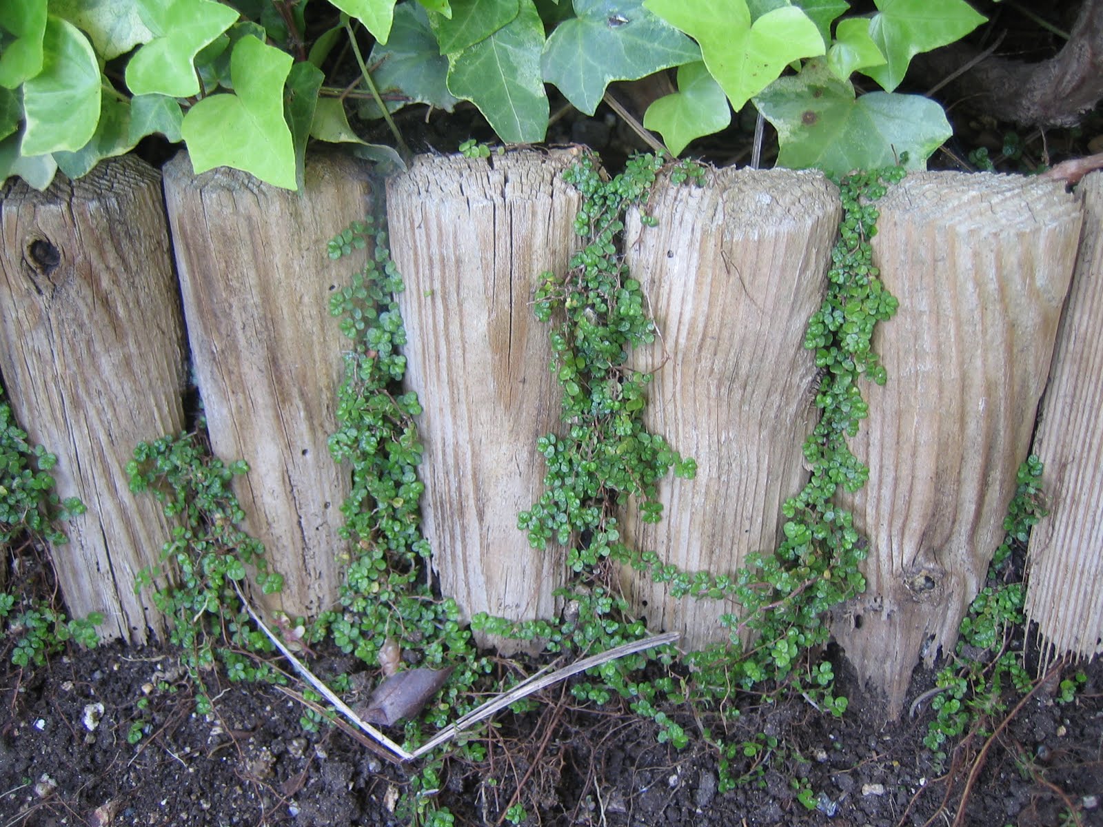 Blog de Dorisalon: Replantando el césped