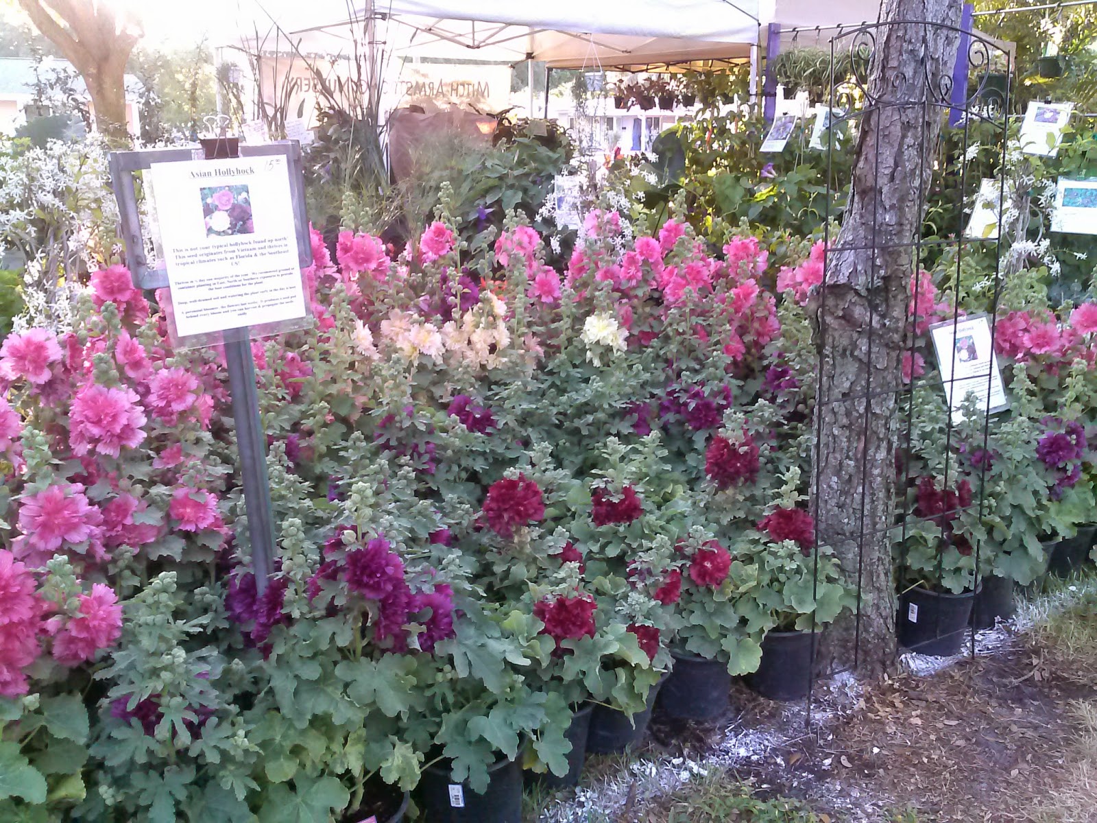 HeyPlantMan! Exotic Tropical Plants from St. Pete FL Leu Gardens