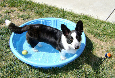 dog, dog pools