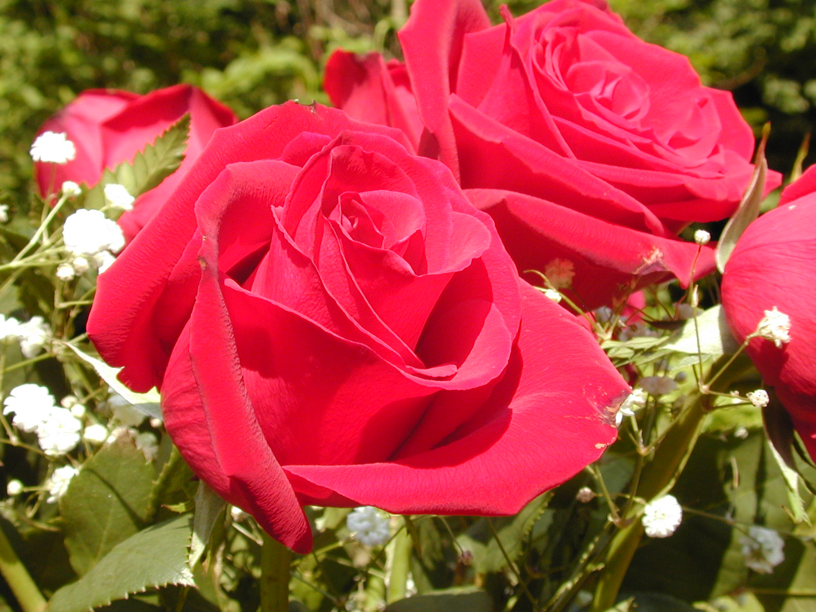 red_rose_flower.jpg