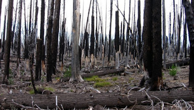 bosque quemado