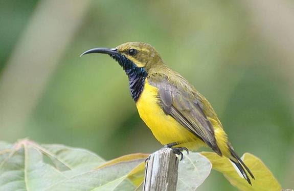 Download Mp3 Suara Burung Sogok Ontong Gacor Gemar Ternak Dan