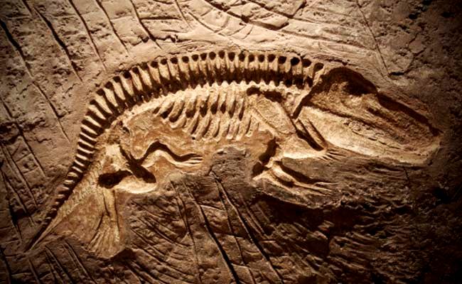 Major Jurassic Fossil Site Found in Argentina