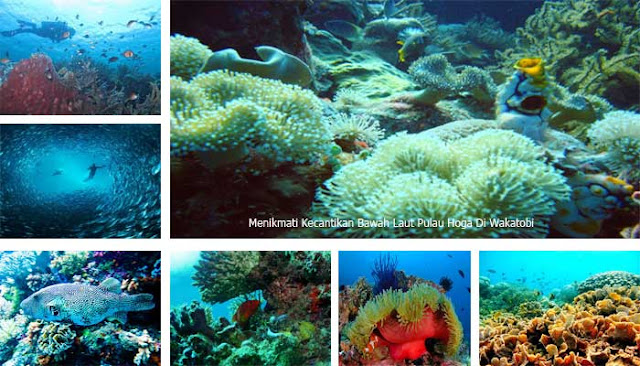 Menikmati Kecantikan Bawah Laut Pulau Hoga Di Wakatobi  