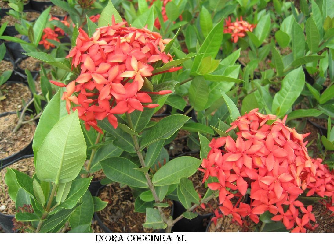 Ixora e 082. Иксора огэ. Иксора огэ. Иксора цветок. Иксора цветок.