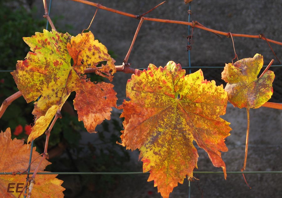 Mallorca es así también Hojas de parra en luz temprana