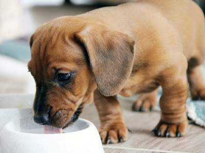 Dachshund puppy lapping milk from a pet food bowl