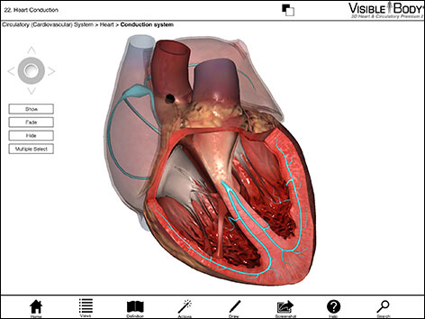 visible body free download pc visible body free download pc
