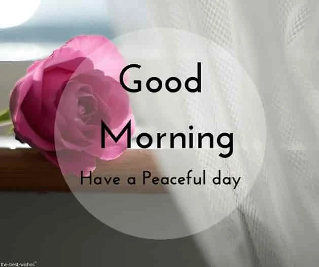 good morning images with pink rose and sunlight on rose