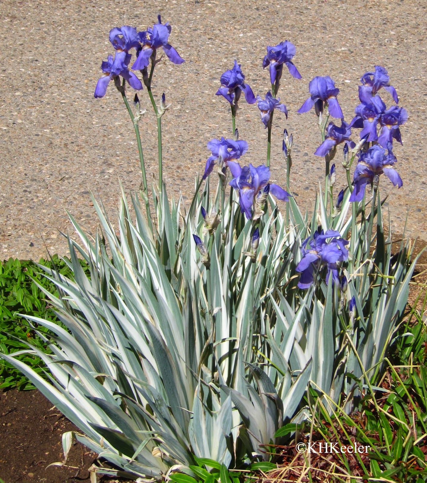A Wandering Botanist Plant Story Iris, All the Colors of the Rainbow