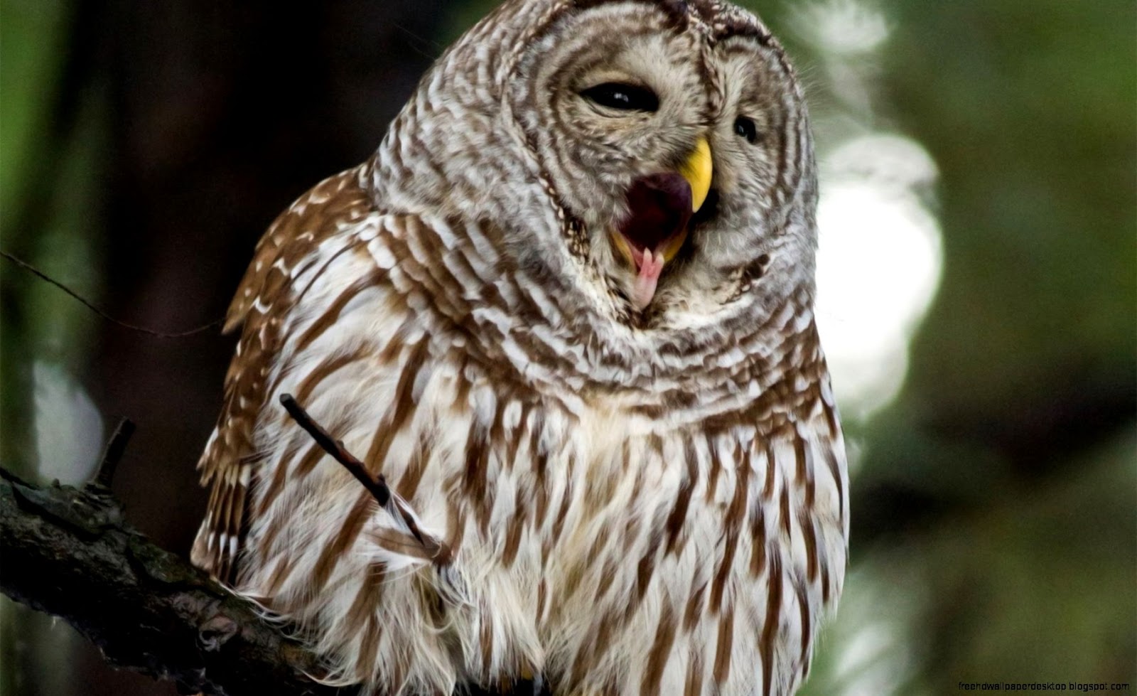 Owl Beak