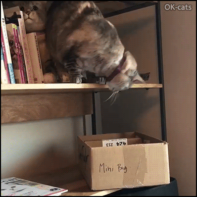 Hilarious Cat GIF • Clumy cat tries to get inside his box Calculated calculated miscalculated haha Hilarious Cat GIF • Clumy cat tries to get inside his box Calculated calculated miscalculated haha