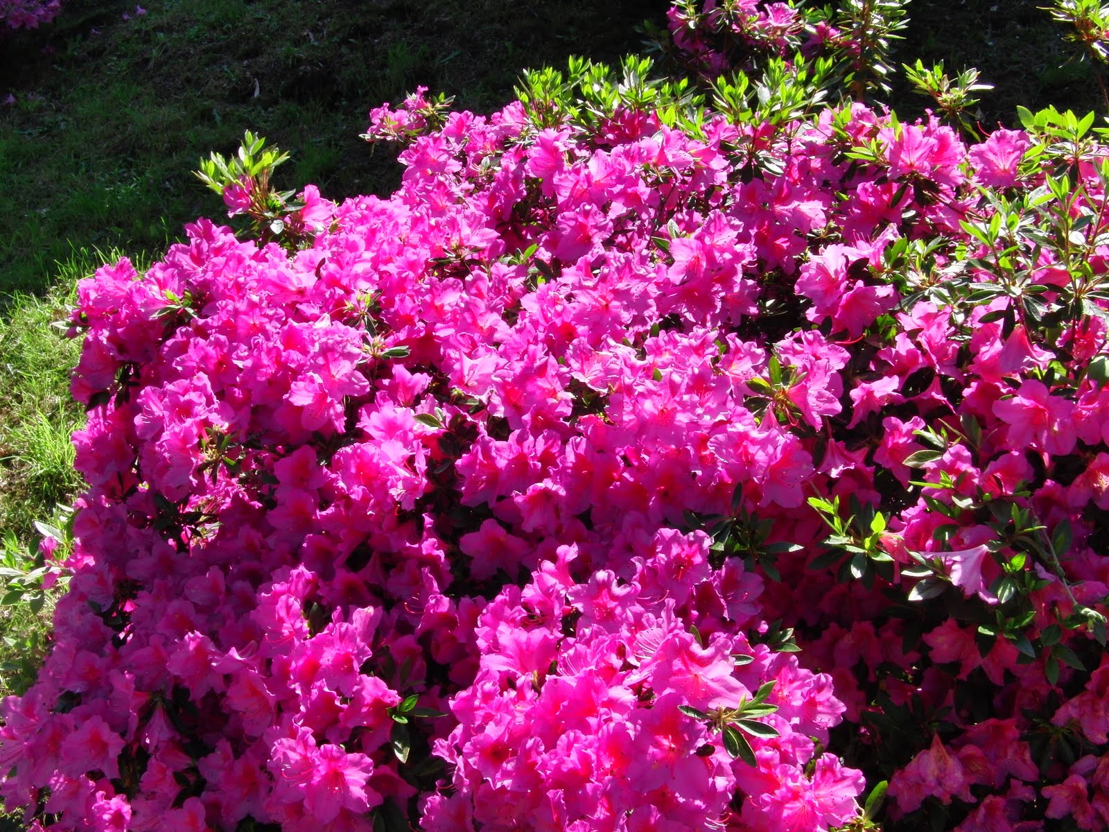 Красивоцветущие кустарники черногории. Рододендрон цветет куст. Рододендрон живая изгородь. Рододендрон спирея. Рододендрон 'praecox'.