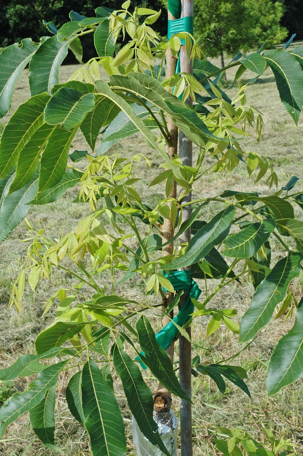 Northern Pecans Midsummer tree training of newly grafted pecan tree
