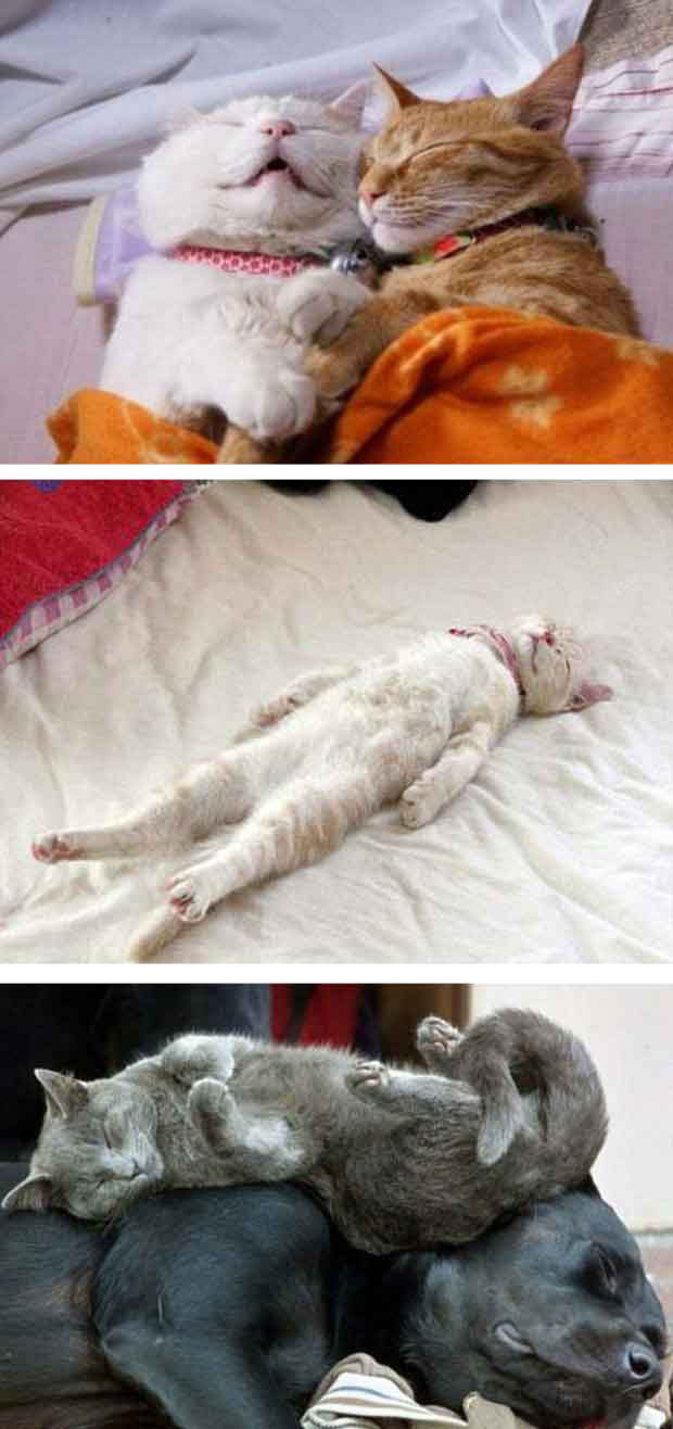 COMEL KOT Koleksi Kucing  kucing  Sedang Tidur  Yang Cute 