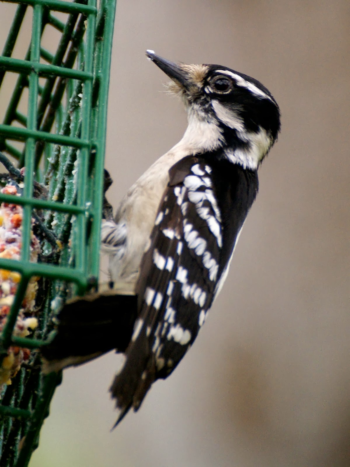 SE Texas Birding & Wildlife Watching: Houston Area Woodpeckers
