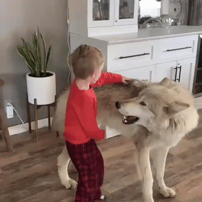 wolves.gif