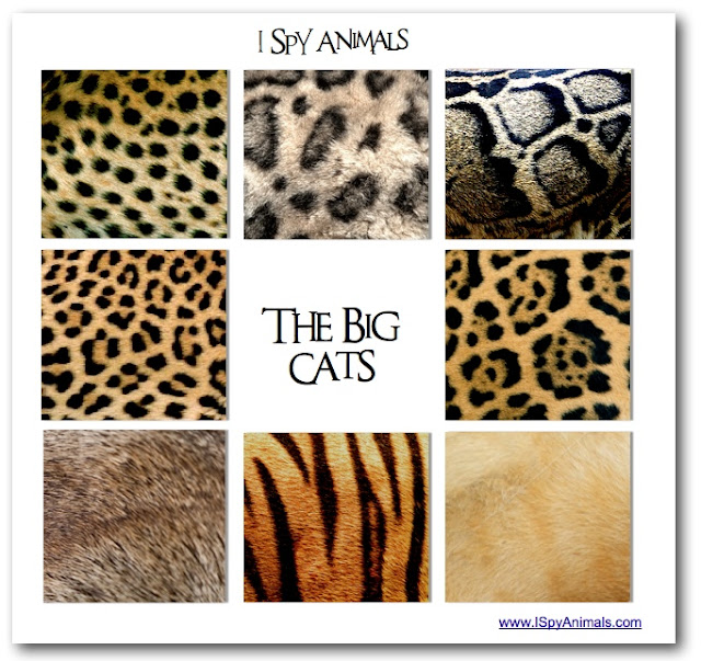 I Spy Animals: Seeing spots...a Big Cat Test