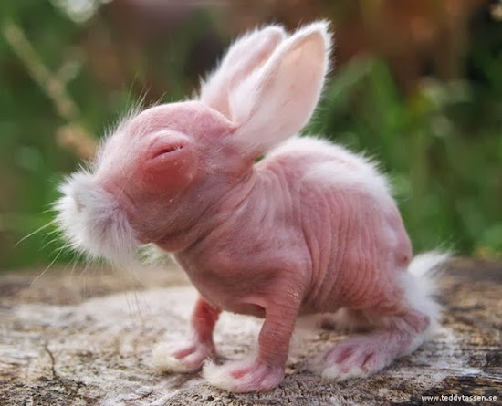 Do you recognize these Animals without Hair?