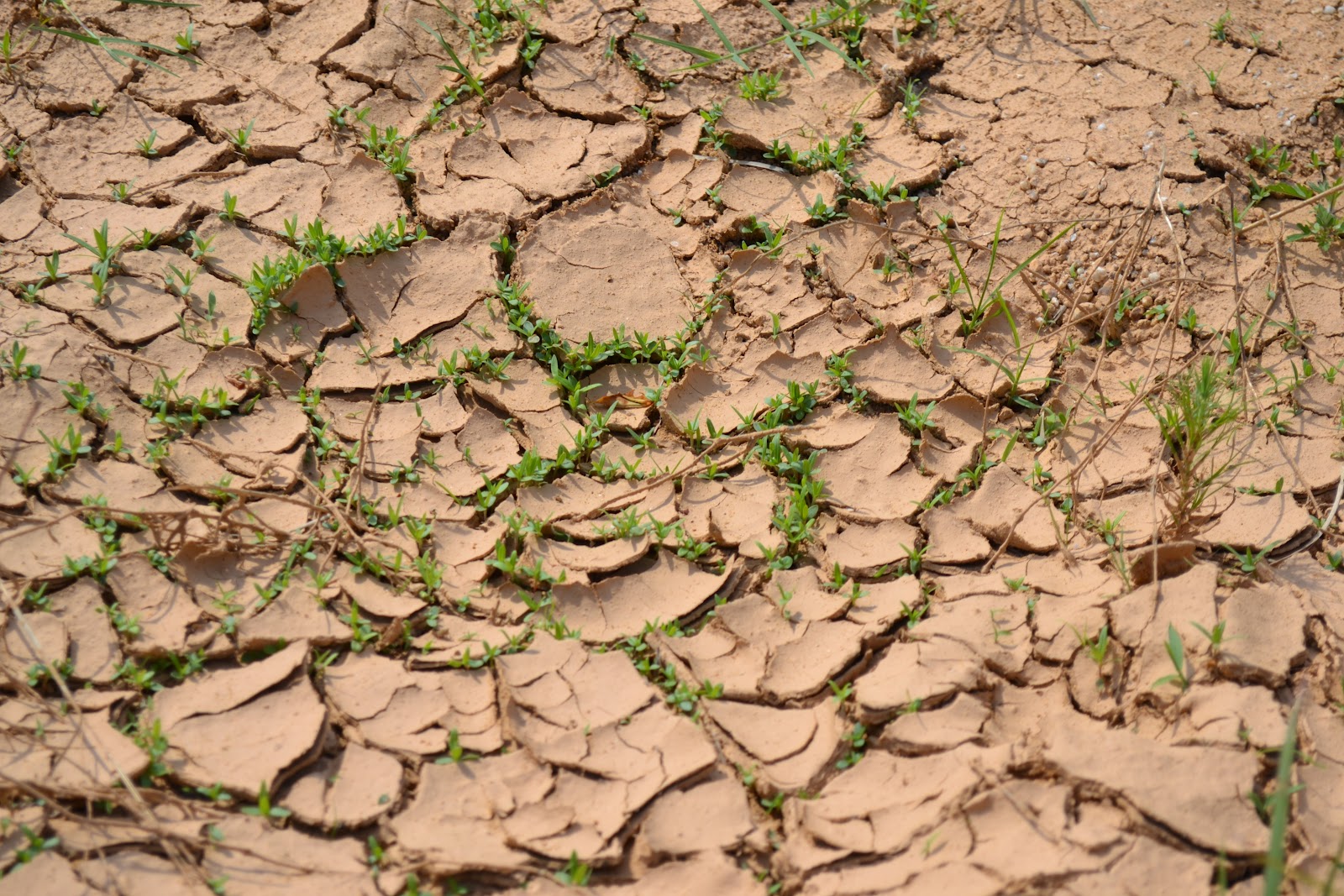 Relatively Realistic Red Clay