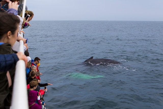 Gloucester-Whale watching