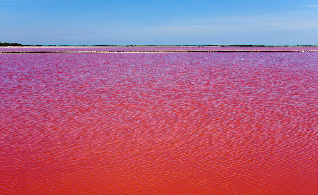 بحيرة في كامارغ في فرانسا تتحول إلى اللون الأحمر