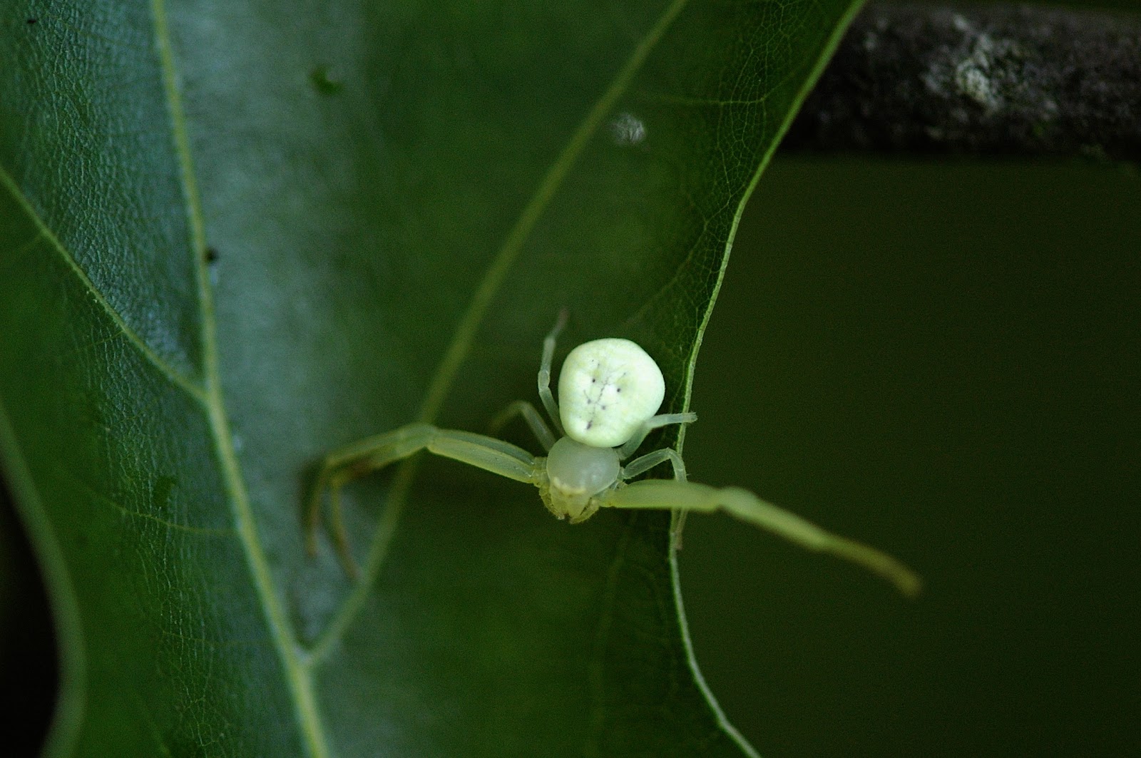 Field Biology in Southeastern Ohio Ohio Spiders