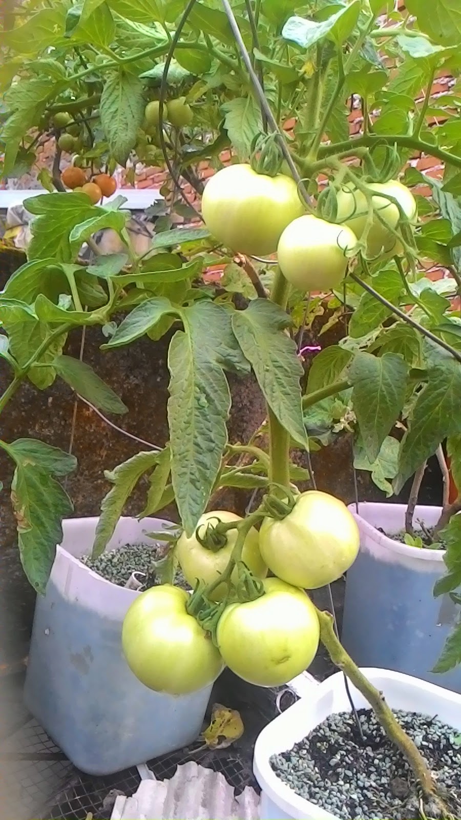 How to plant tomatoes in Hydroponic System Hydroponic Easy