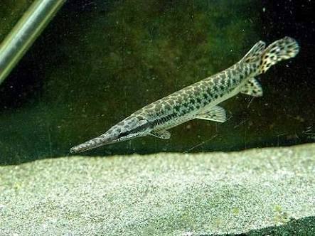 Tips Dan Tata Cara Merawat Hewan Peliharan Cara Merawat Ikan Aligator