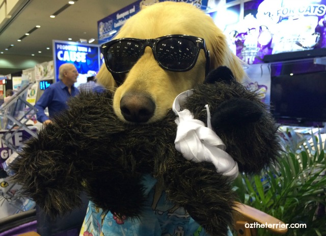 Lucy Pet Foundation spokesdog Surfin Jack at Global Pet Expo