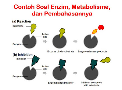 Contoh Soal Enzim, Metabolisme, & Pembahasannya 